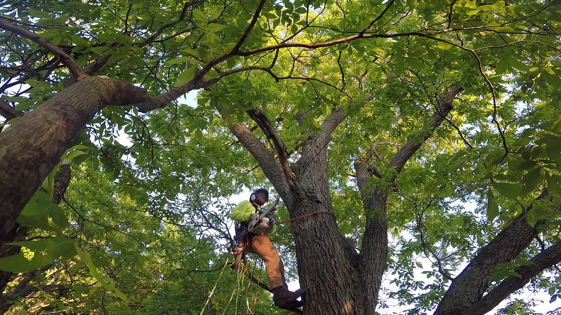 MB Homestead Services arborist roped into the canopy of a large hardwood tree in Northern Virginia