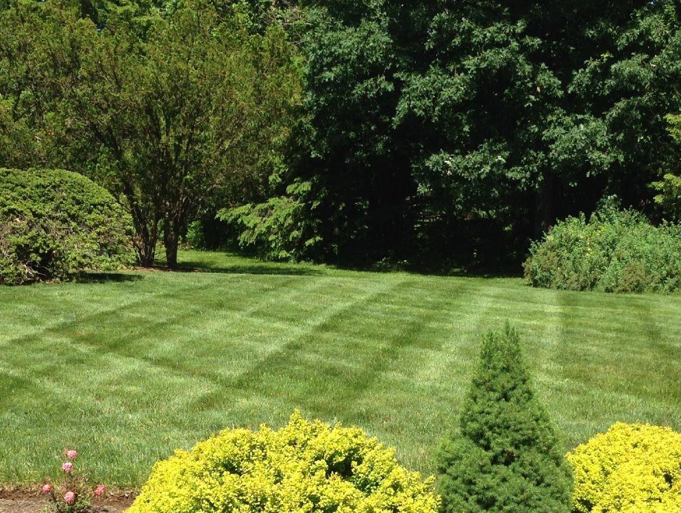 Manicured lawn bordered by mature landscape beds and ornamental shrubs