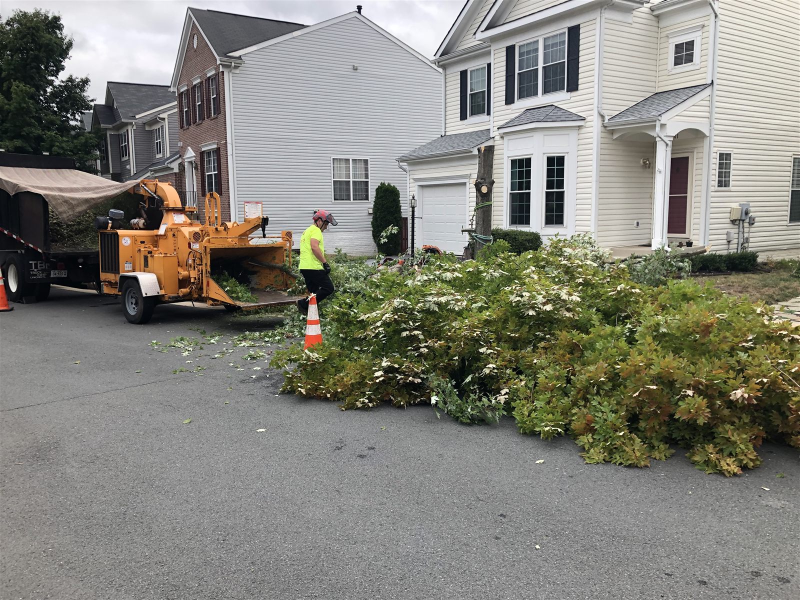 MB Homestead crew chipping a maple takedown curbside in a Gainesville neighborhood