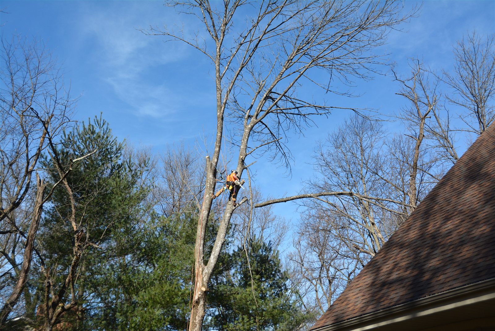 MB Homestead arborist roped in high on a removal above a Haymarket roofline