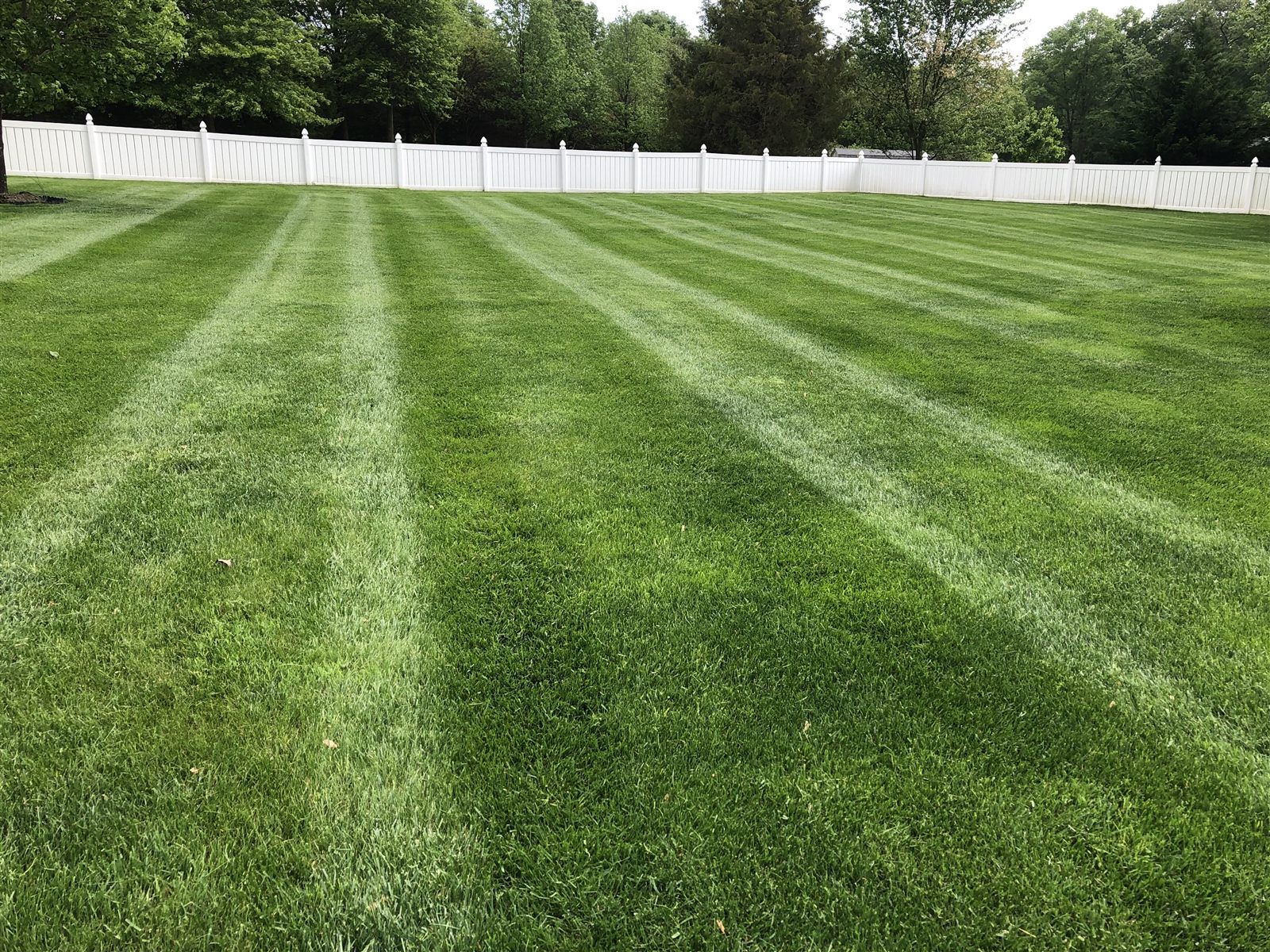 Thick striped program lawn inside a white picket fence in Gainesville