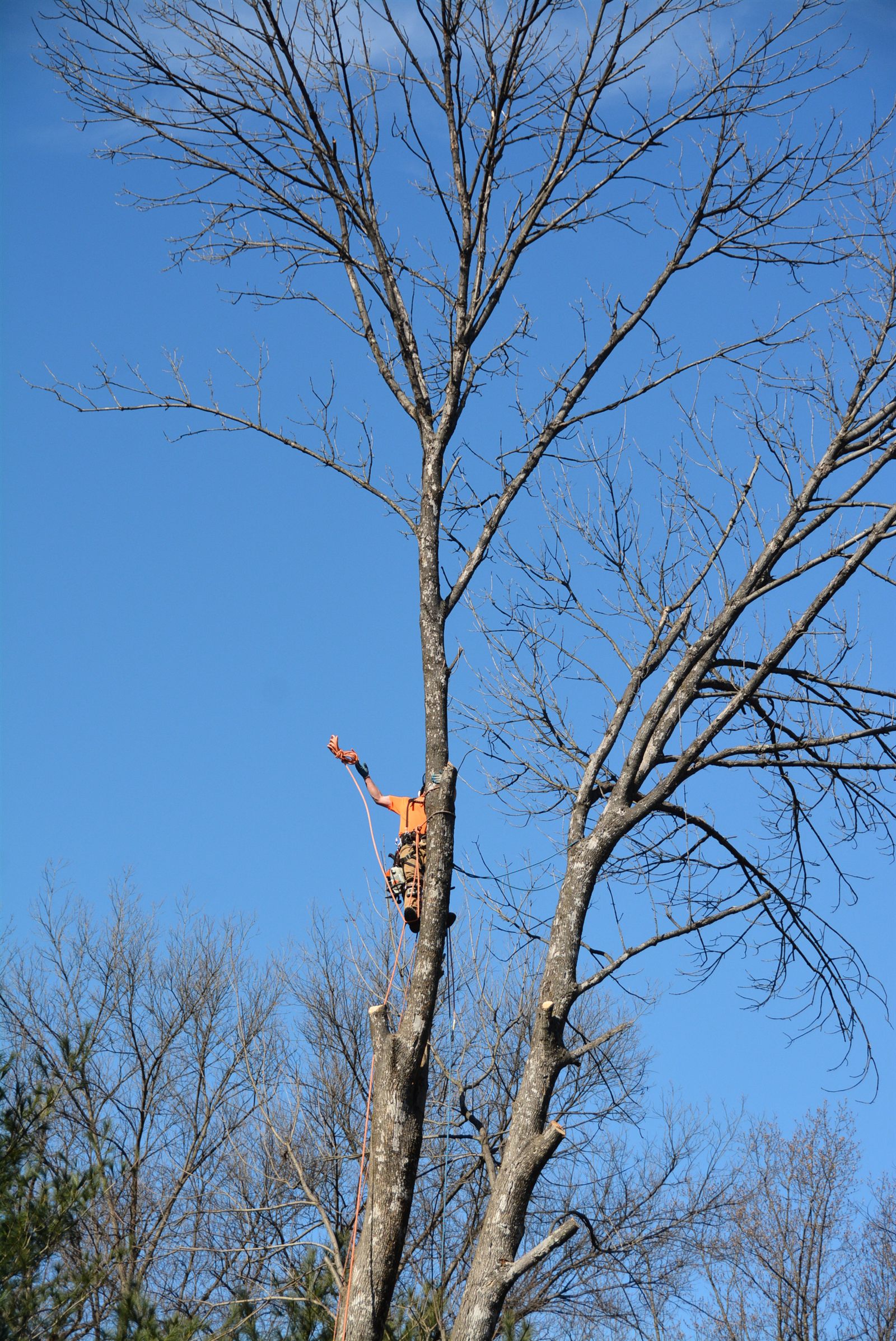 MB Homestead climber working a limb high in a hardwood with rigging set