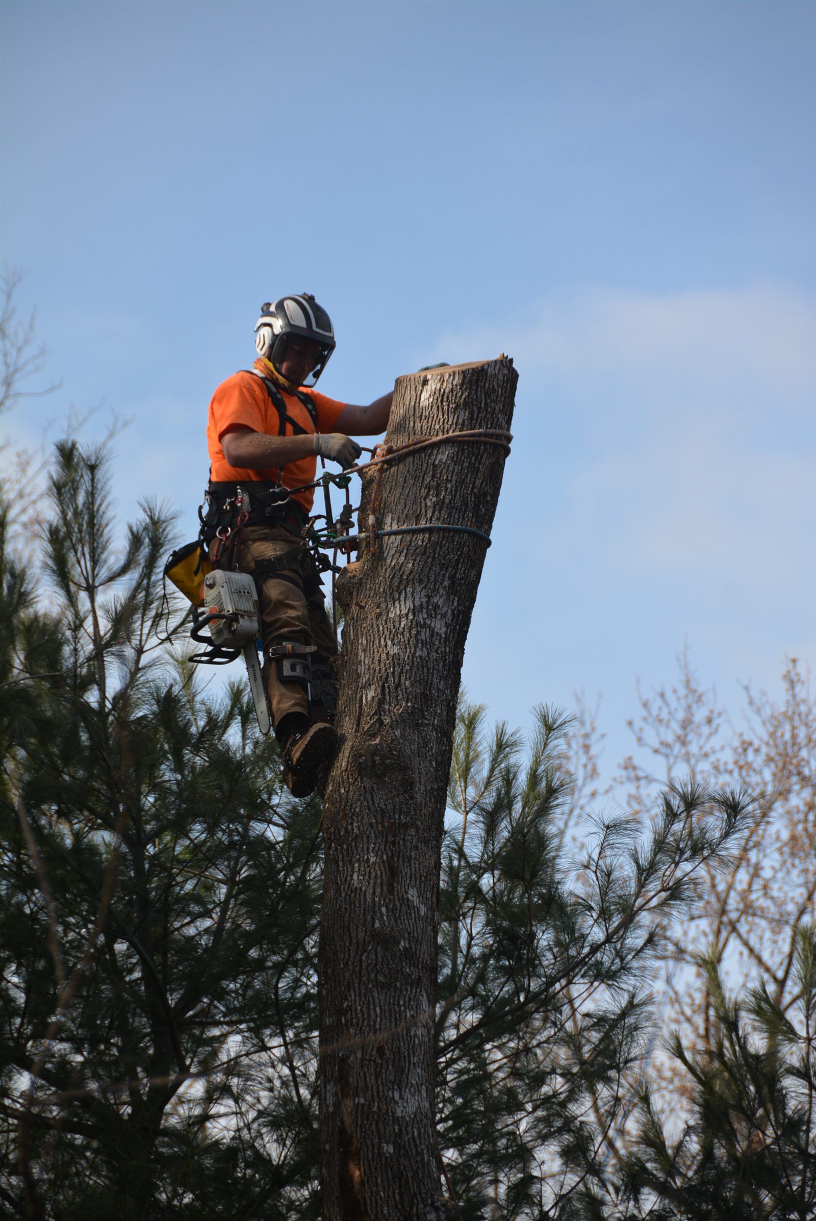 MB Homestead climber topping the spar of a large removal, roped and braced